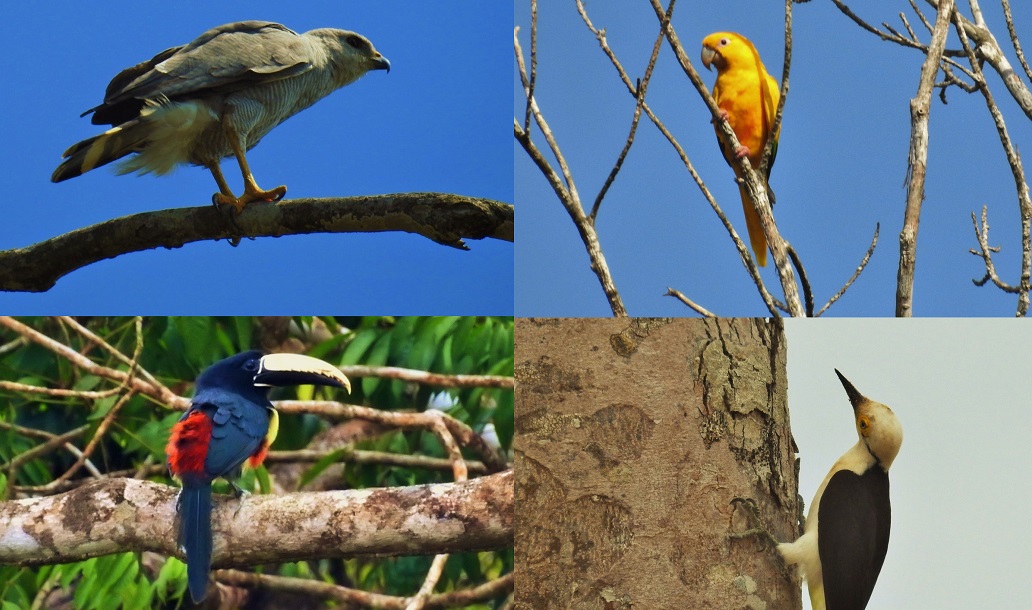 a group of birds on a tree