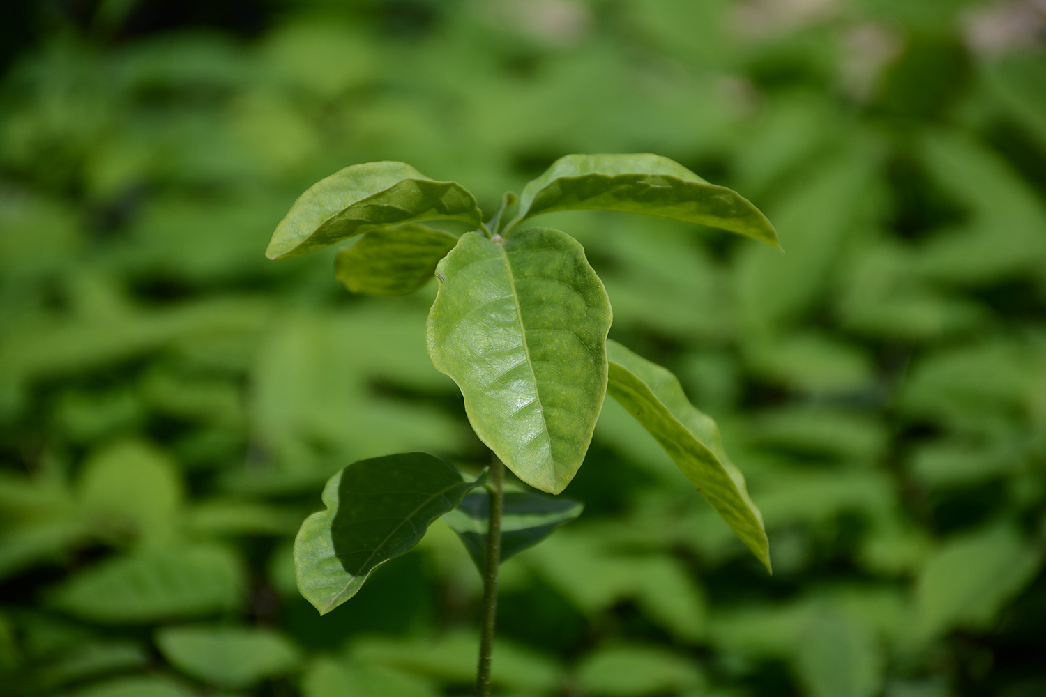 a close up of a leaf