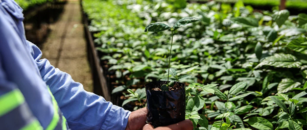 a person holding a plant