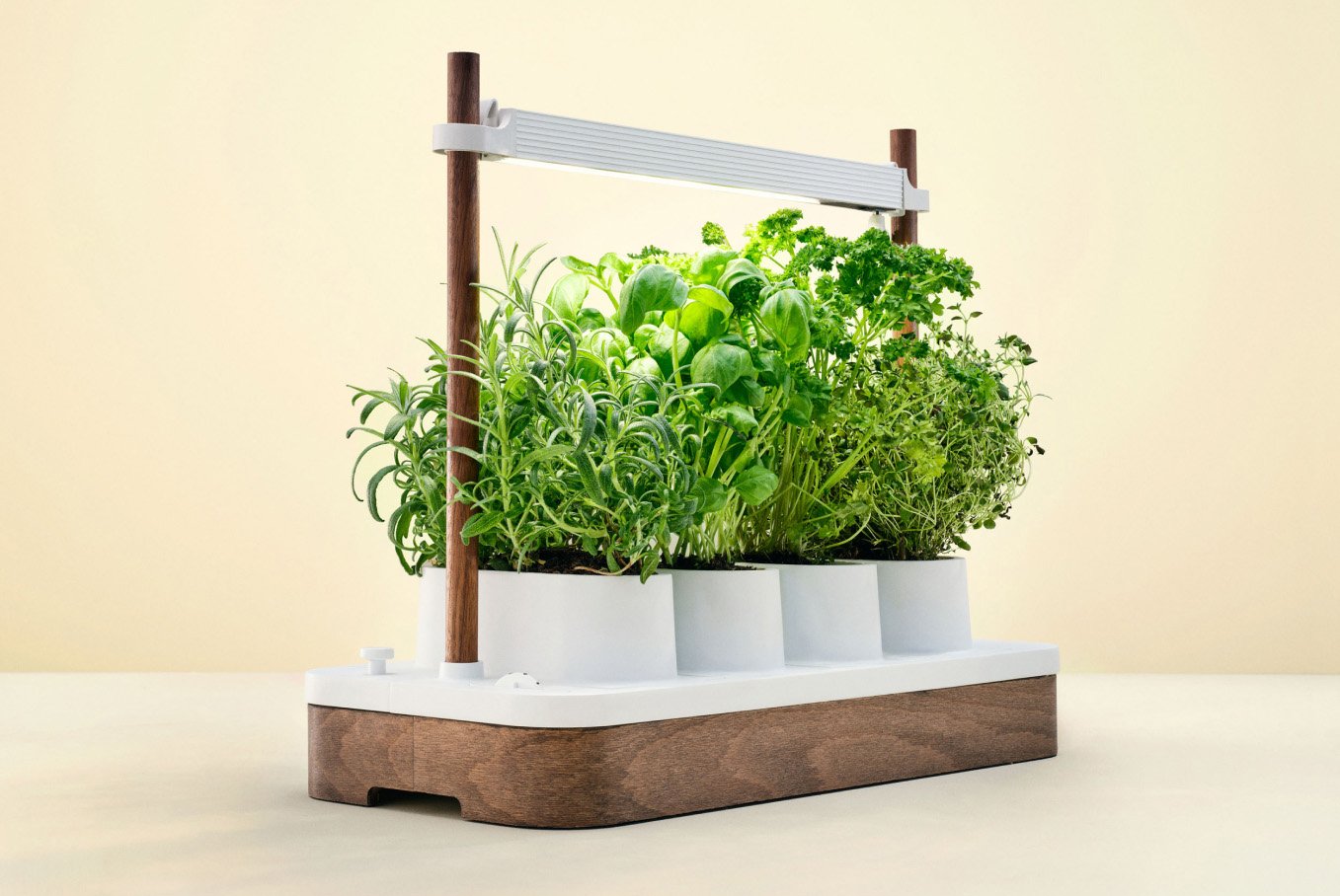 a planter with a plant in it